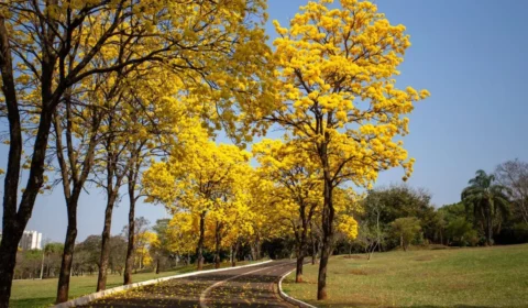 Primavera começa com El Niño muito forte e coloca Brasil diante de calor extremo, seca e temporais