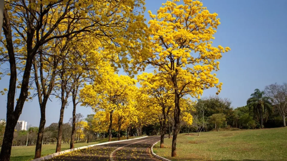 Primavera começa com El Niño muito forte e coloca Brasil diante de calor extremo, seca e temporais