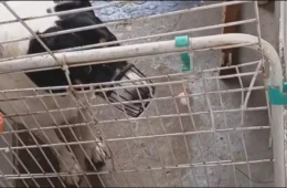 Donos de creche para cães em Botafogo são indiciados por maus-tratos