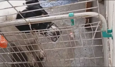 Donos de creche para cães em Botafogo são indiciados por maus-tratos