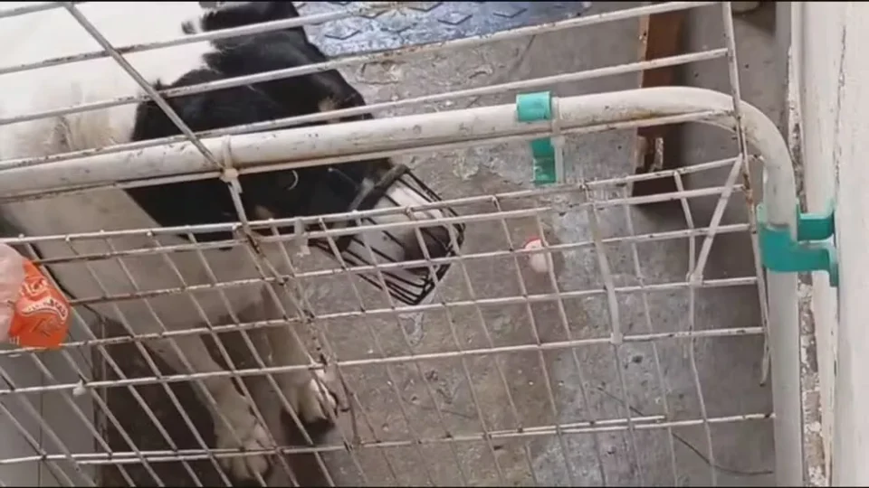 Donos de creche para cães em Botafogo são indiciados por maus-tratos