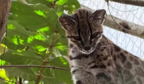 Após mais de 100 anos, nova espécie de felino é descoberta com ajuda de pesquisador brasileiro