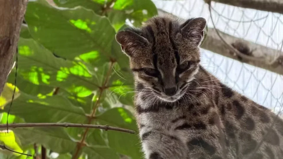 Após mais de 100 anos, nova espécie de felino é descoberta com ajuda de pesquisador brasileiro