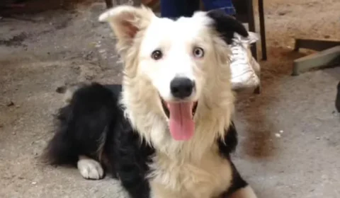 Cão resgatado de maus-tratos ajuda a encontrar sobreviventes após terremoto na Venezuela