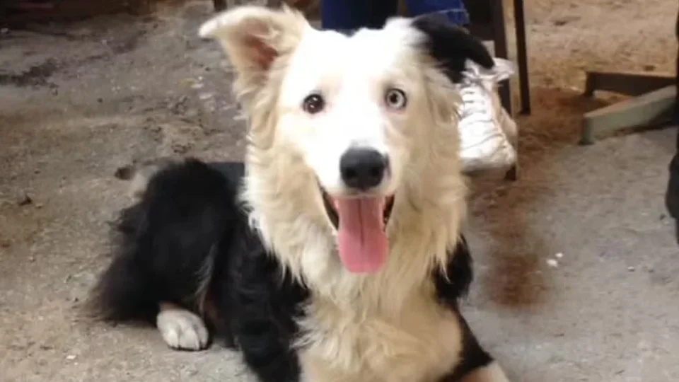 Cão resgatado de maus-tratos ajuda a encontrar sobreviventes após terremoto na Venezuela