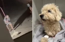 Mulher é presa após ser flagrada agredindo cachorro com cabo de vassoura em Campo Grande