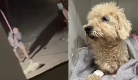 Mulher é presa após ser flagrada agredindo cachorro com cabo de vassoura em Campo Grande