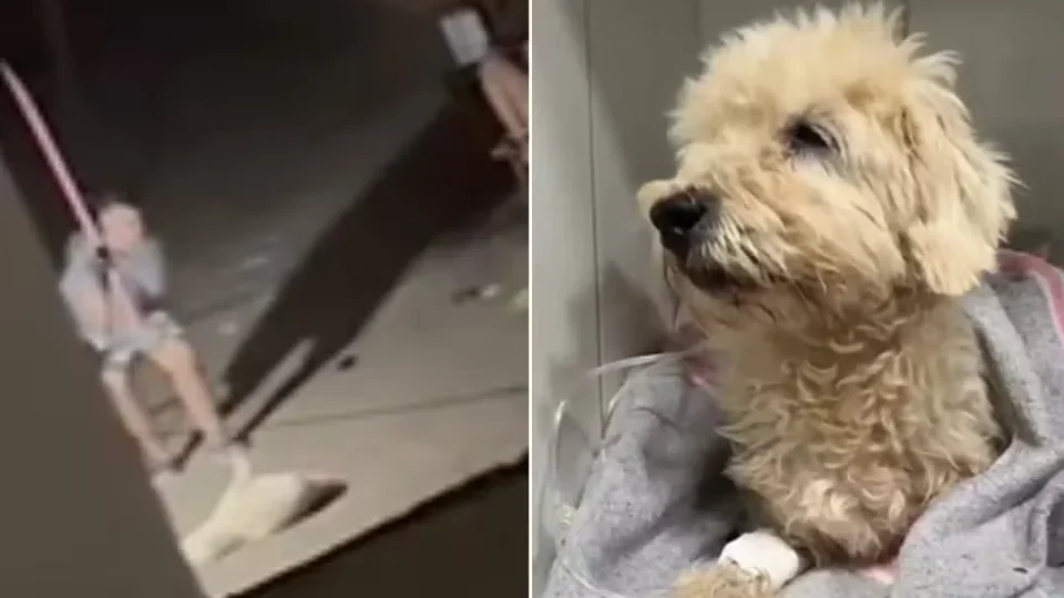 Mulher é presa após ser flagrada agredindo cachorro com cabo de vassoura em Campo Grande