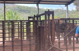 Elefante Sandro toma banho de terra em Mato Grosso e inicia nova vida após 40 anos em cativeiro