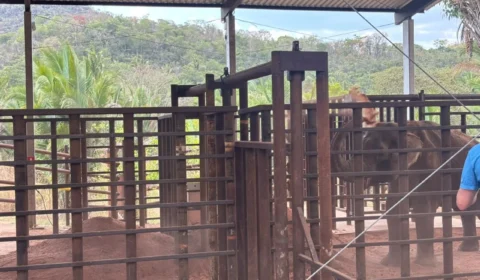 Elefante Sandro toma banho de terra em Mato Grosso e inicia nova vida após 40 anos em cativeiro
