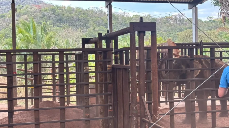 Elefante Sandro toma banho de terra em Mato Grosso e inicia nova vida após 40 anos em cativeiro