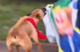 VÍDEO: Cachorro “petista” é flagrado atacando bandeira de Flávio Bolsonaro
