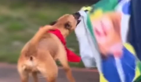 VÍDEO: Cachorro “petista” é flagrado atacando bandeira de Flávio Bolsonaro