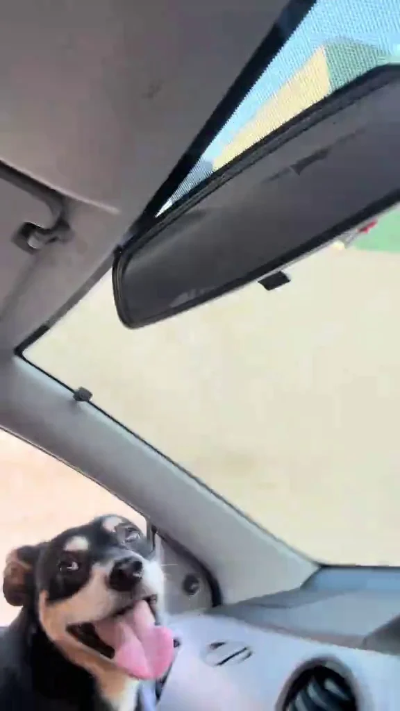 O que começou com um simples gesto de carinho terminou com dois passageiros inesperados, uma motorista surpresa e uma história que conquistou espaço nas redes sociais.