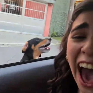 Surpresa com a movimentação, a jovem passou a dividir o espaço do veículo com os dois animais. Como ambos demonstraram comportamento amigável, ela permaneceu no local até que uma amiga abrisse o portão e conseguisse atrair os cachorros para fora.