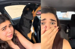 VÍDEO: Carinho virou carona cães de rua invadem carro de mulher após receberem atenção