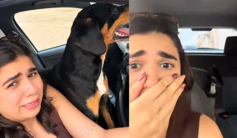 VÍDEO: Carinho virou carona cães de rua invadem carro de mulher após receberem atenção