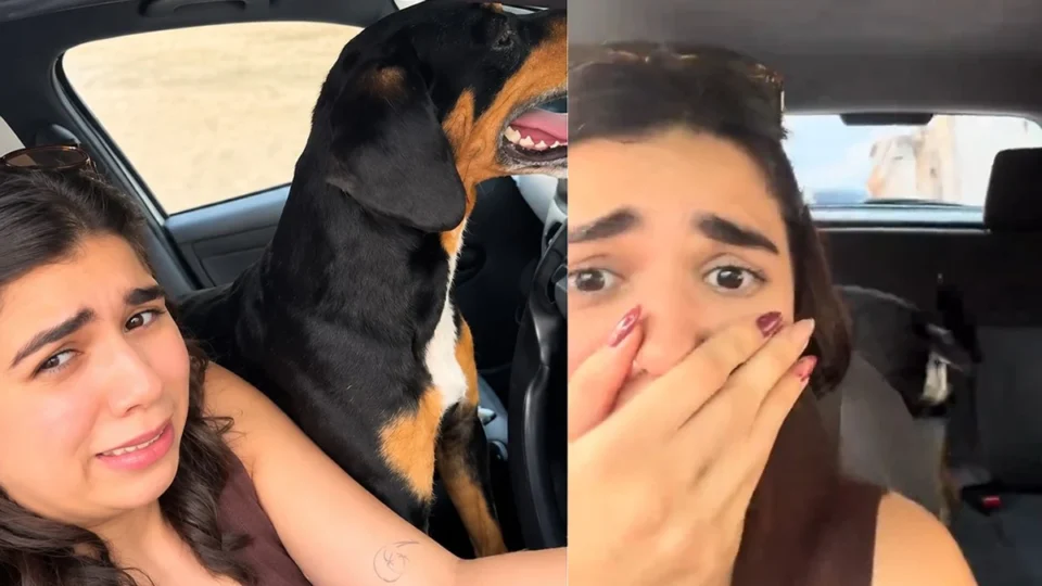 VÍDEO: Carinho virou carona cães de rua invadem carro de mulher após receberem atenção