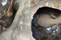 Jacaré é encontrado dentro de bueiro e surpreende moradores em Saquarema, no RJ