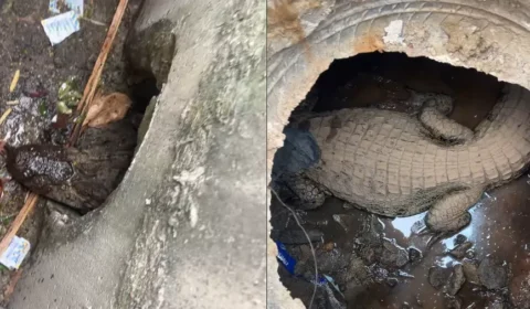 Jacaré é encontrado dentro de bueiro e surpreende moradores em Saquarema, no RJ