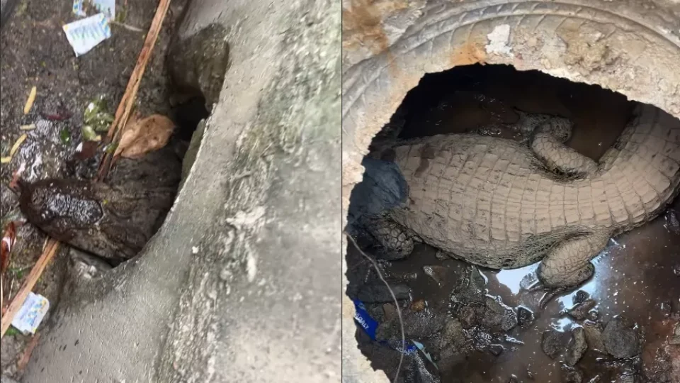 Jacaré é encontrado dentro de bueiro e surpreende moradores em Saquarema, no RJ
