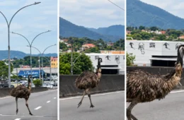 Emu de quase 2 metros é flagrado solto entre carros em viaduto de Campo Grande