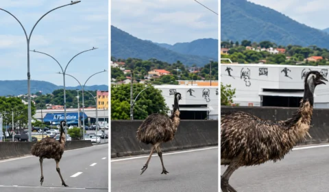 Emu de quase 2 metros é flagrado solto entre carros em viaduto de Campo Grande