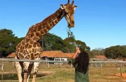 Zoológico de Brasília fecha para visitação no domingo de segundo turno