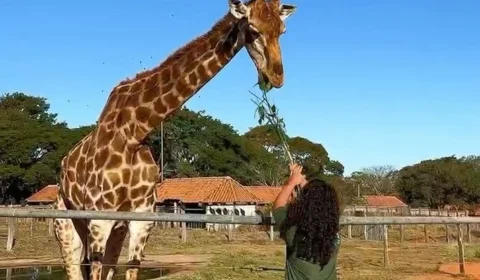 Zoológico de Brasília fecha para visitação no domingo de segundo turno