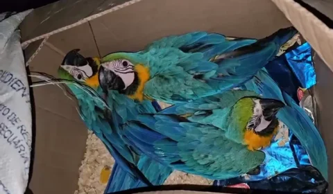Araras são encontradas amarradas e sem água dentro de caixa em Ubatuba
