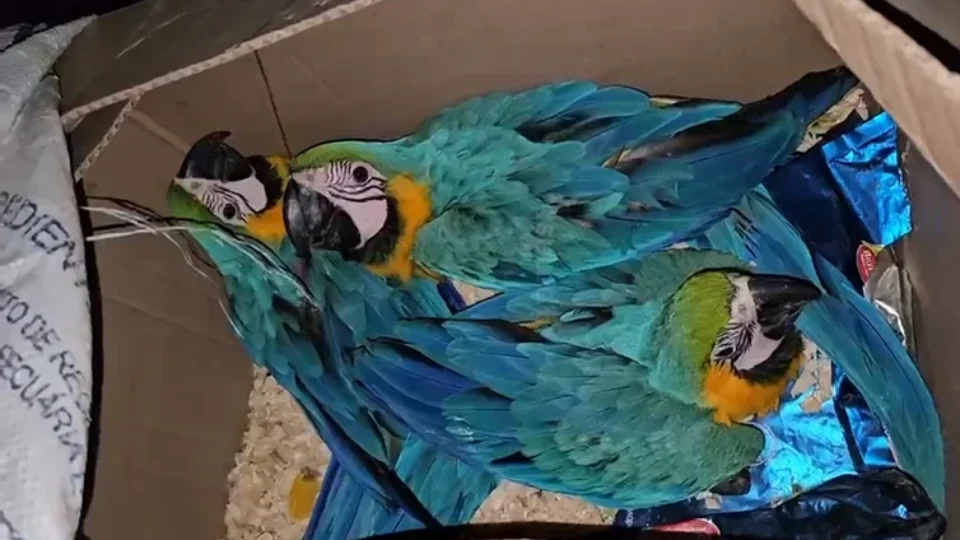 Araras são encontradas amarradas e sem água dentro de caixa em Ubatuba