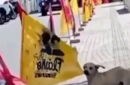 VÍDEO: Cachorro derruba bandeira de Flávio Bolsonaro e rasga tecido com os dentes na rua