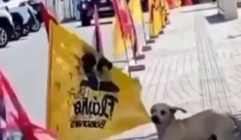 VÍDEO: Cachorro derruba bandeira de Flávio Bolsonaro e rasga tecido com os dentes na rua