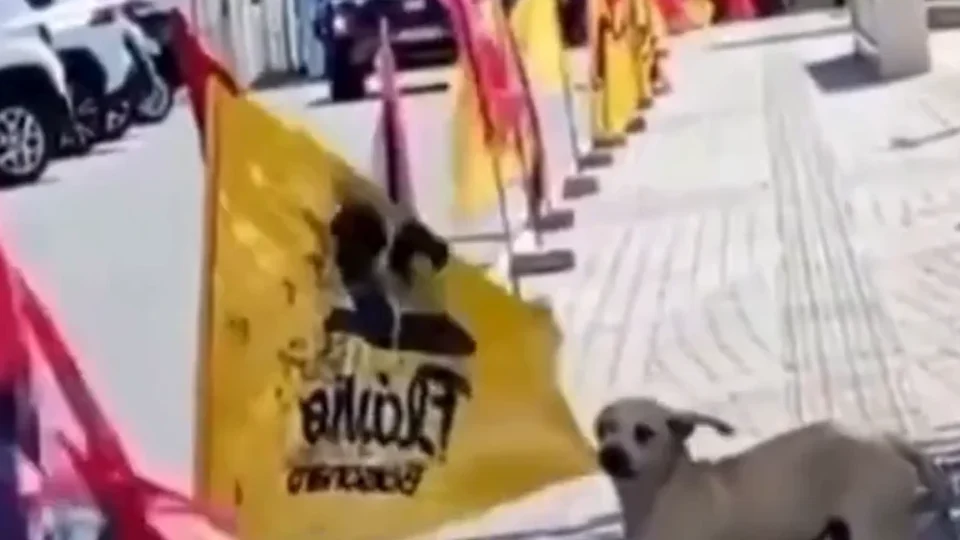 VÍDEO: Cachorro derruba bandeira de Flávio Bolsonaro e rasga tecido com os dentes na rua