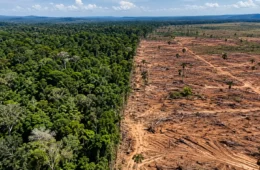 Desmatamento na Amazônia cai 41,8% e atinge menor nível da história; Cerrado também bate recorde