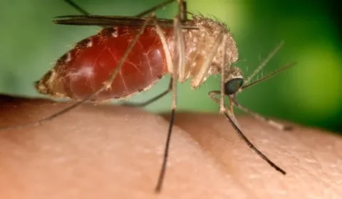 Vírus do Nilo Ocidental bate recorde na Europa e já deixa 141 mortos em 2026