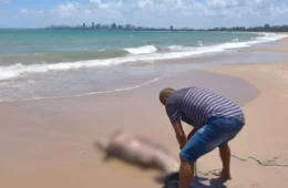 Golfinho é encontrado morto em praia da Paraíba com ferimento que pode ter sido causado por embarcação