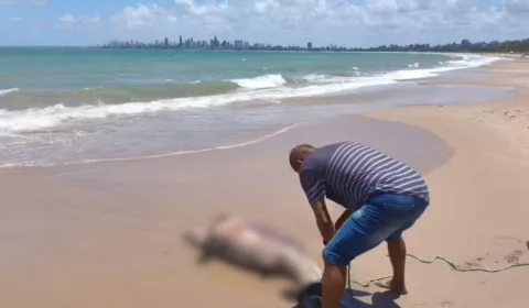 Golfinho é encontrado morto em praia da Paraíba com ferimento que pode ter sido causado por embarcação