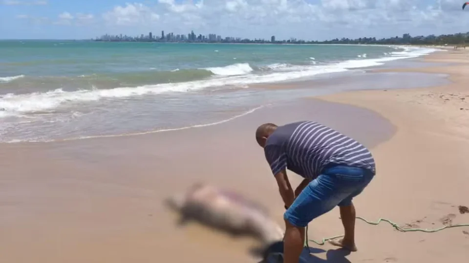 Golfinho é encontrado morto em praia da Paraíba com ferimento que pode ter sido causado por embarcação
