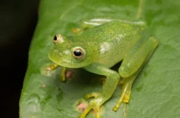 Pequena e rara: nova espécie de perereca é identificada no Cerrado goiano