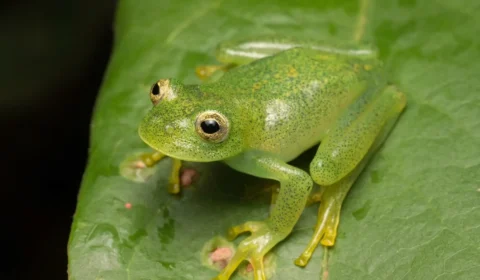 Pequena e rara: nova espécie de perereca é identificada no Cerrado goiano
