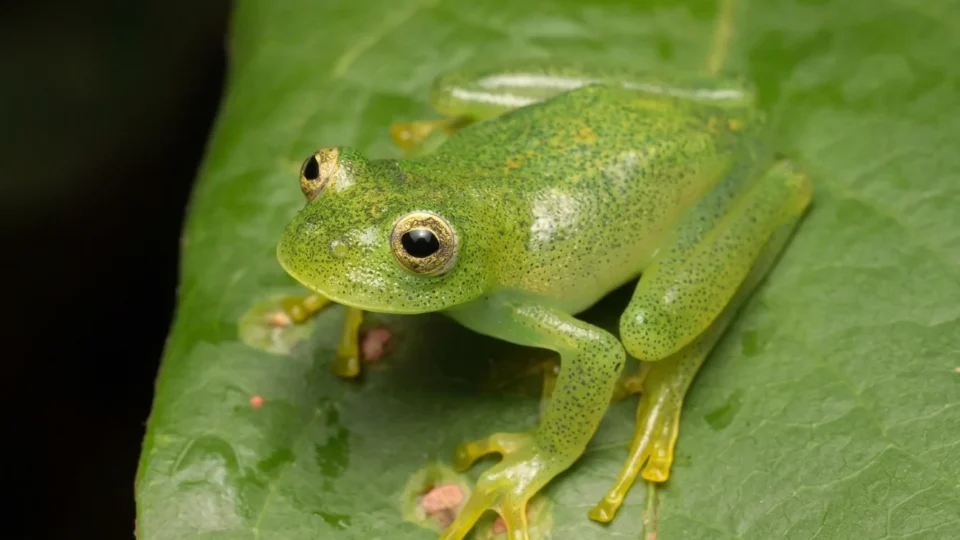 Pequena e rara: nova espécie de perereca é identificada no Cerrado goiano