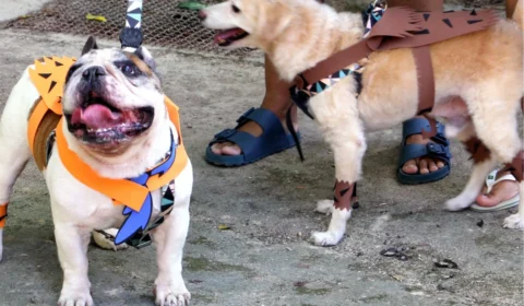 Igrejinha da Pampulha terá bênção dos animais no fim de semana