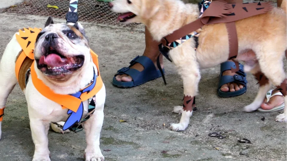 Igrejinha da Pampulha terá bênção dos animais no fim de semana