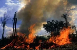 Incêndios no AM atingem Porto Velho e prejudicam qualidade do ar