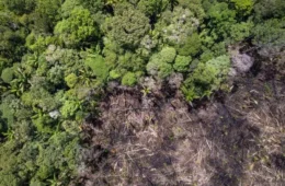 Holanda vai investir R$ 2,5 bi em preservação de florestas no Brasil