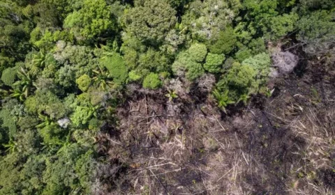 Holanda vai investir R$ 2,5 bi em preservação de florestas no Brasil