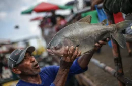 Tambaqui ameaçado de extinção: governo descarta proibição da pesca e venda do peixe