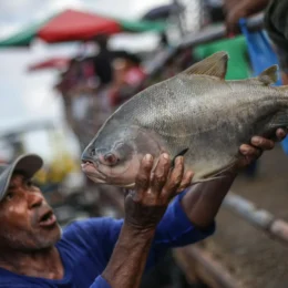 Tambaqui ameaçado de extinção: governo descarta proibição da pesca e venda do peixe