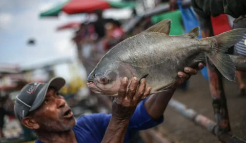 Tambaqui ameaçado de extinção: governo descarta proibição da pesca e venda do peixe